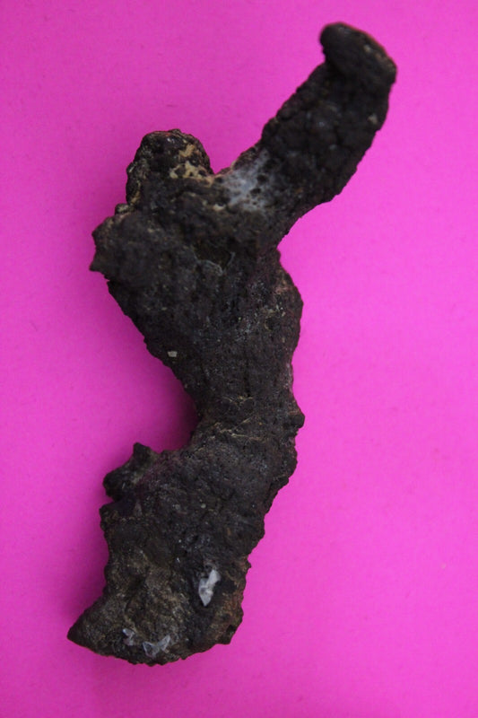 Giant Lizard Poop 5 Million Years Old Genuine Real Fossil Dinosaur Girl COA S14