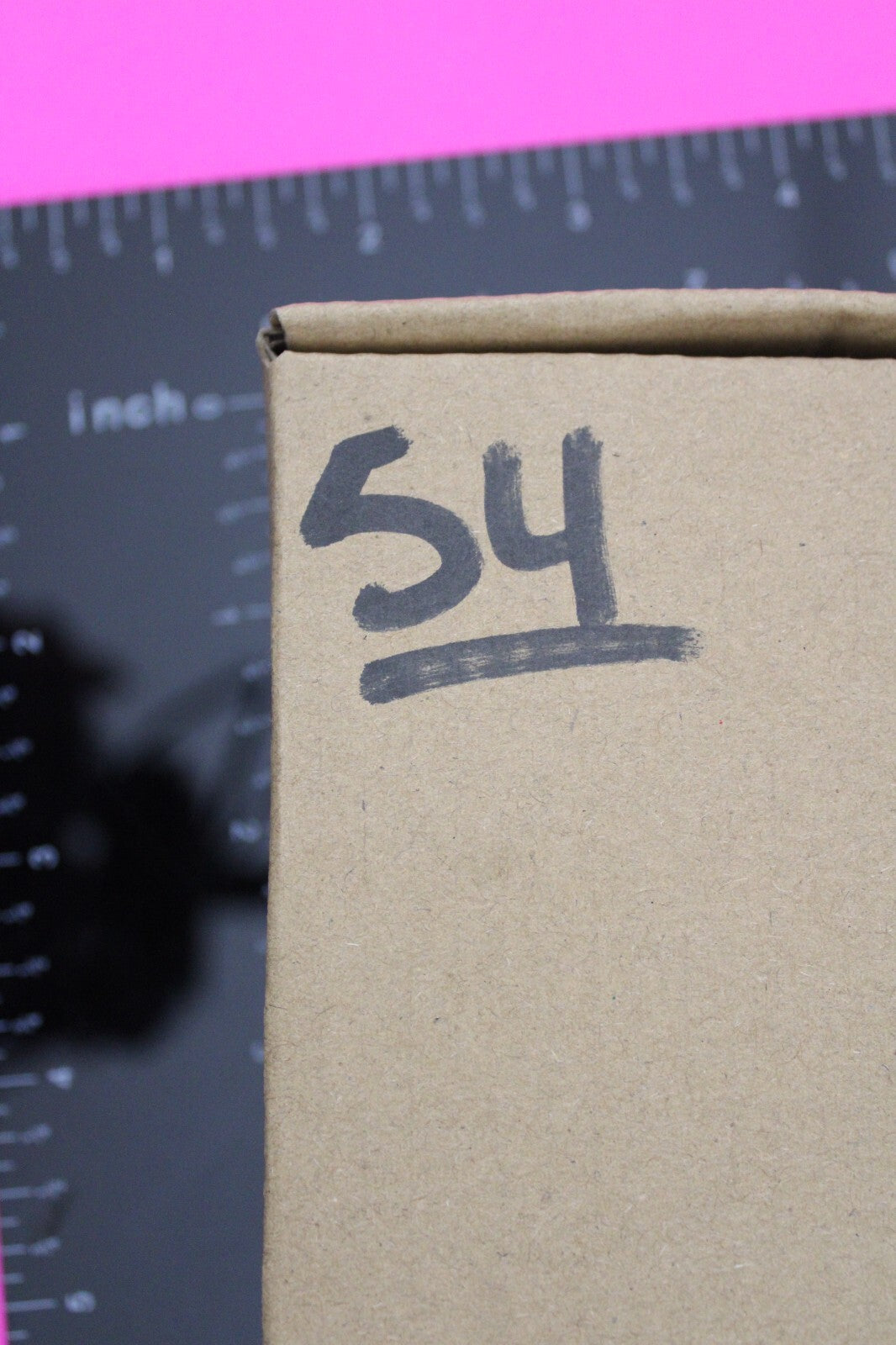 Authentic Trilobite Fossil 450 Million Years Old Genuine Dinosaur Girl COA 54