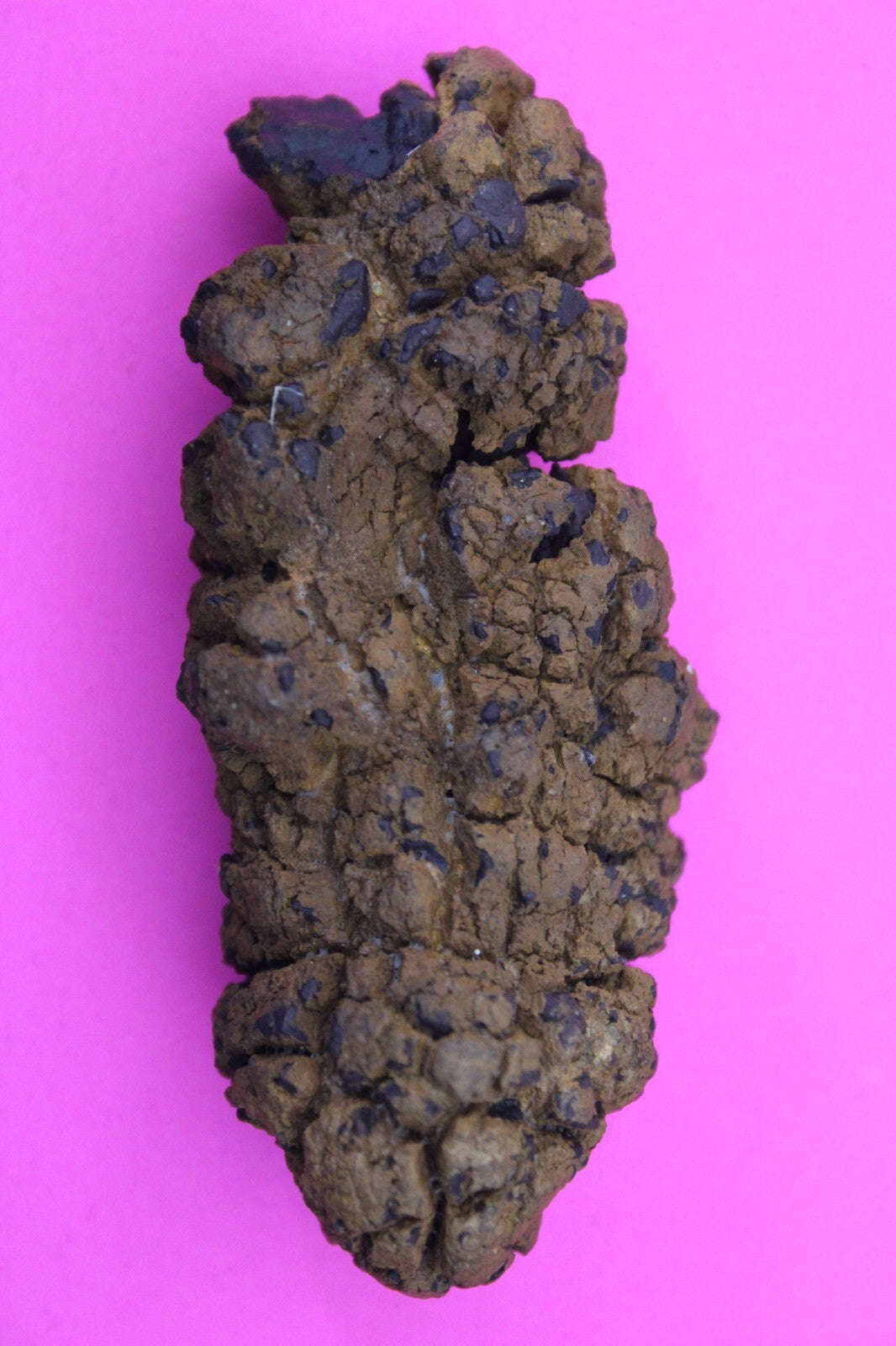 Giant Lizard Poop 5 Million Years Old Genuine Real Fossil Dinosaur Girl COA S56