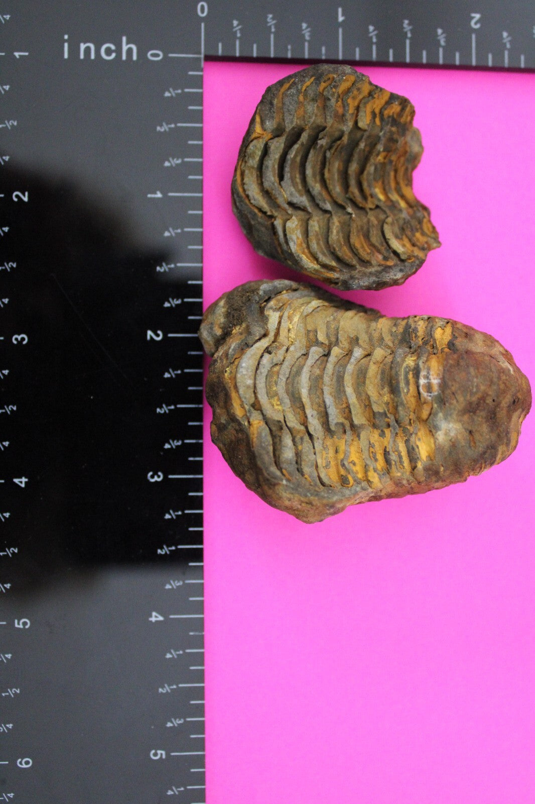 Authentic Trilobite Geode Real Fossil 450 Million Years Old Dinosaur Girl COA 01