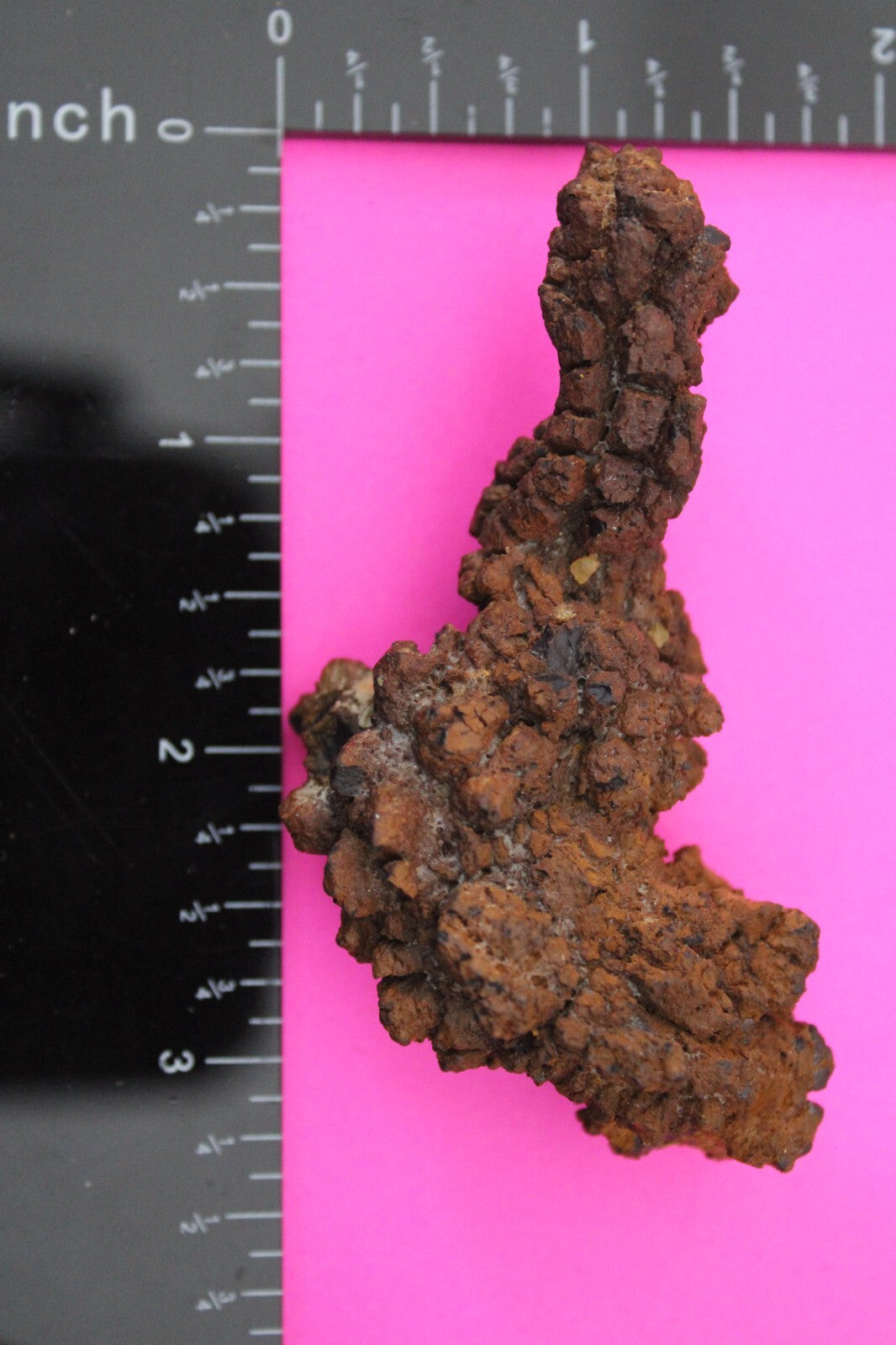 Giant Lizard Poop 5 Million Years Old Genuine Real Fossil Dinosaur Girl COA S53