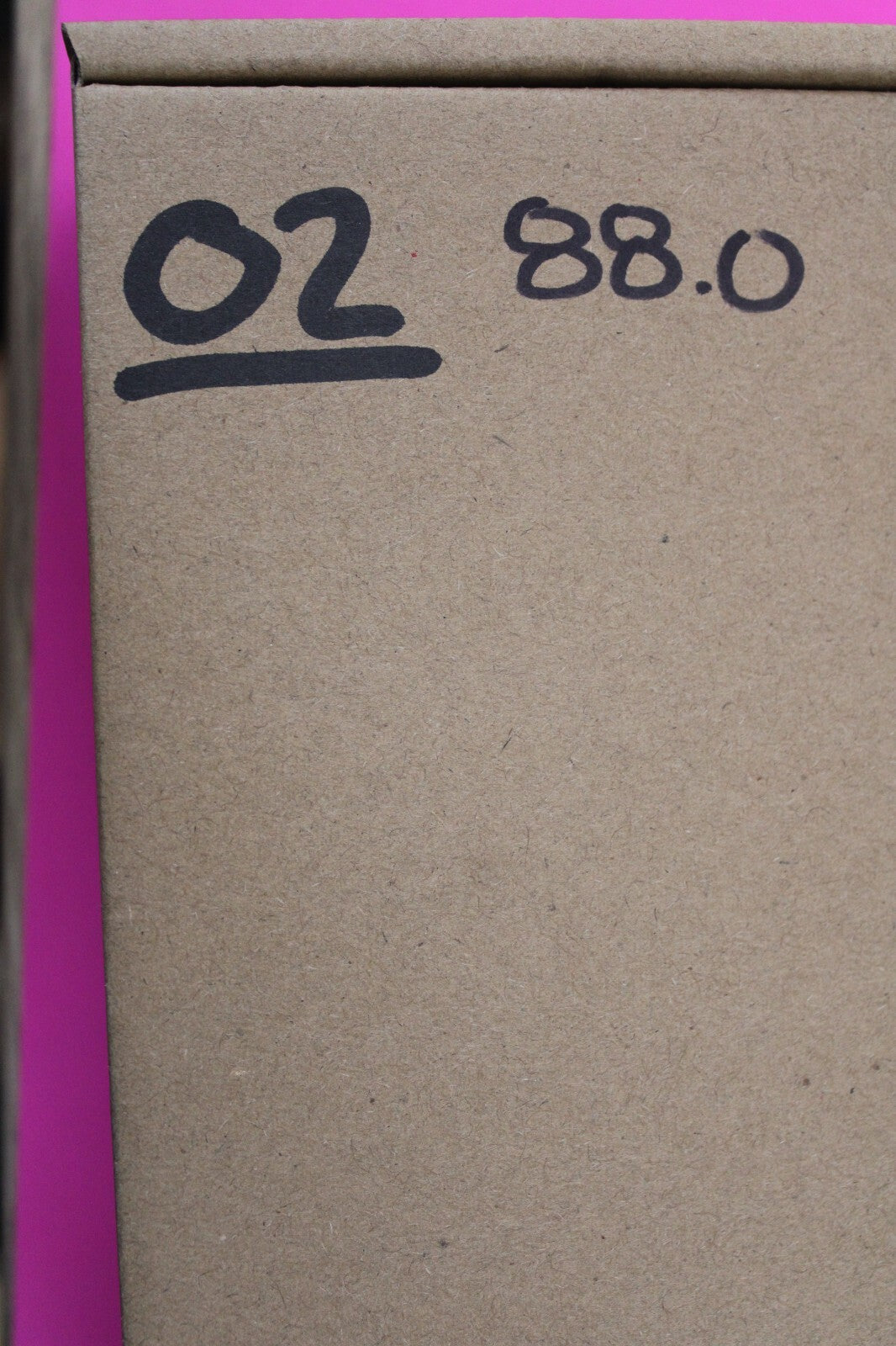 Authentic Trilobite Geode Real Fossil 450 Million Years Old Dinosaur Girl COA 02