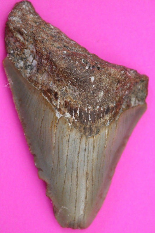 Authentic Megalodon Shark Tooth 2.92 Inches 36 Grams Fossil Dino Girl COA M19