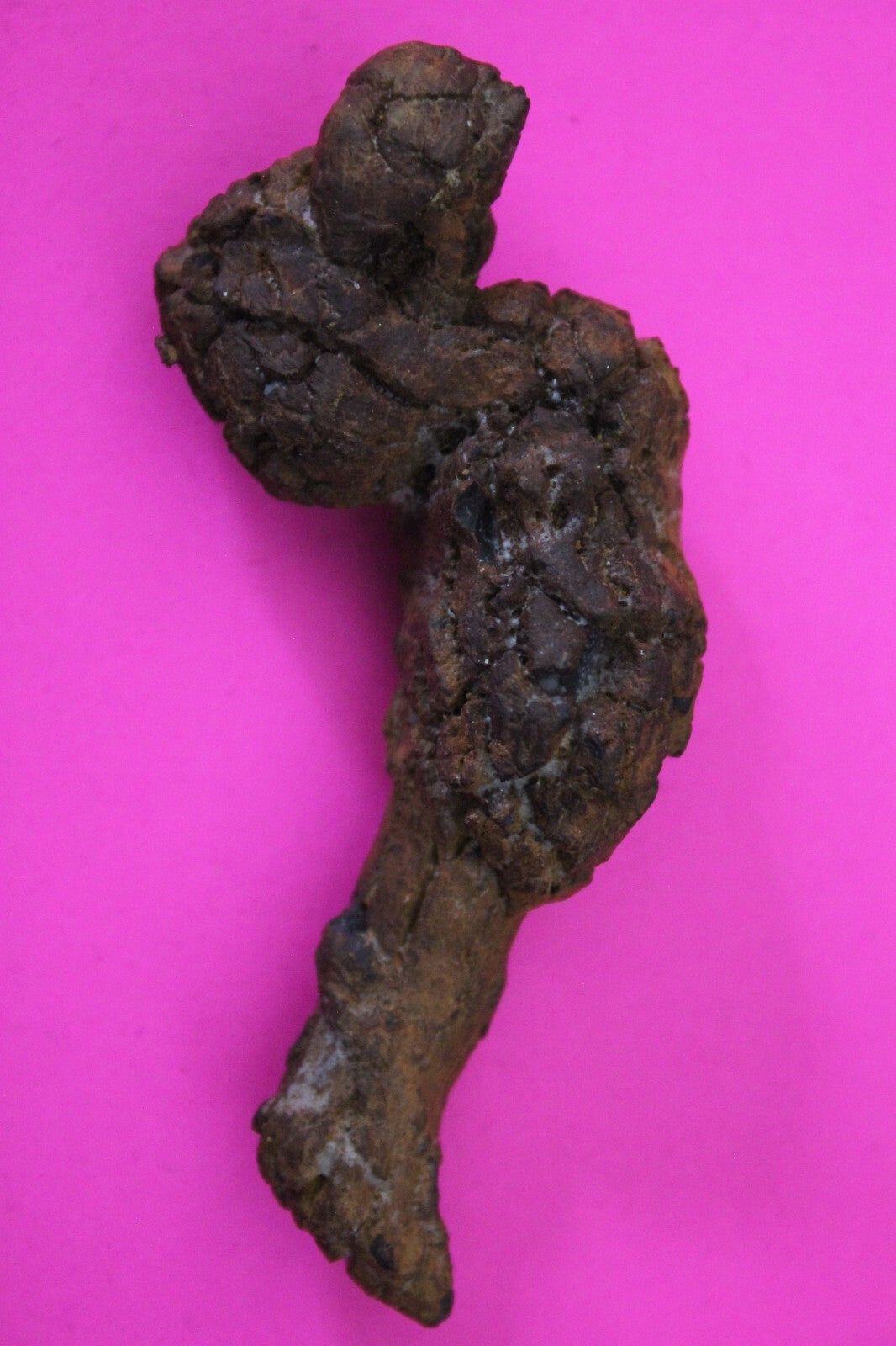 Giant Lizard Poop 5 Million Years Old Genuine Real Fossil Dinosaur Girl COA S47