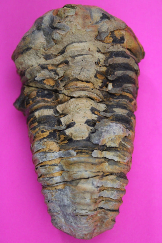 Authentic Trilobite Fossil 450 Million Years Old Genuine Dinosaur Girl COA 95