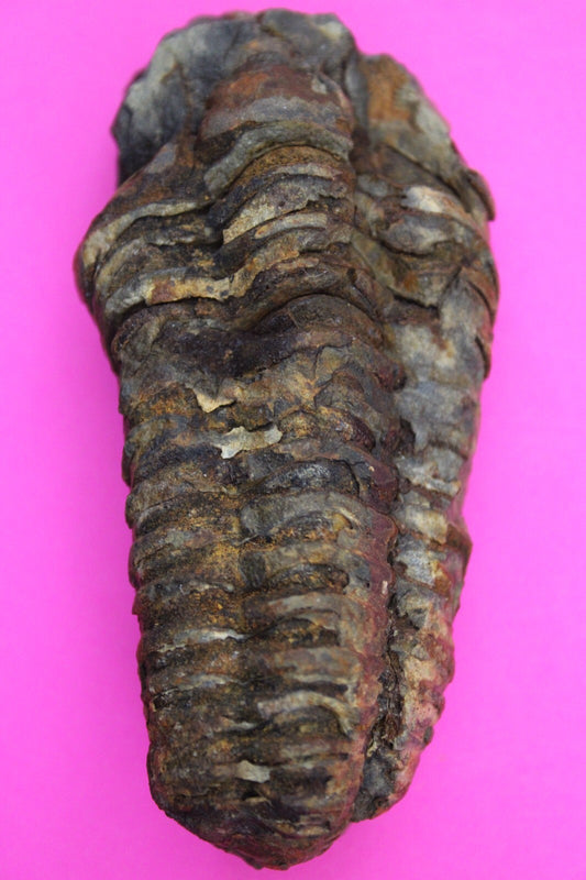 Authentic Trilobite Fossil 450 Million Years Old Genuine Dinosaur Girl COA 99