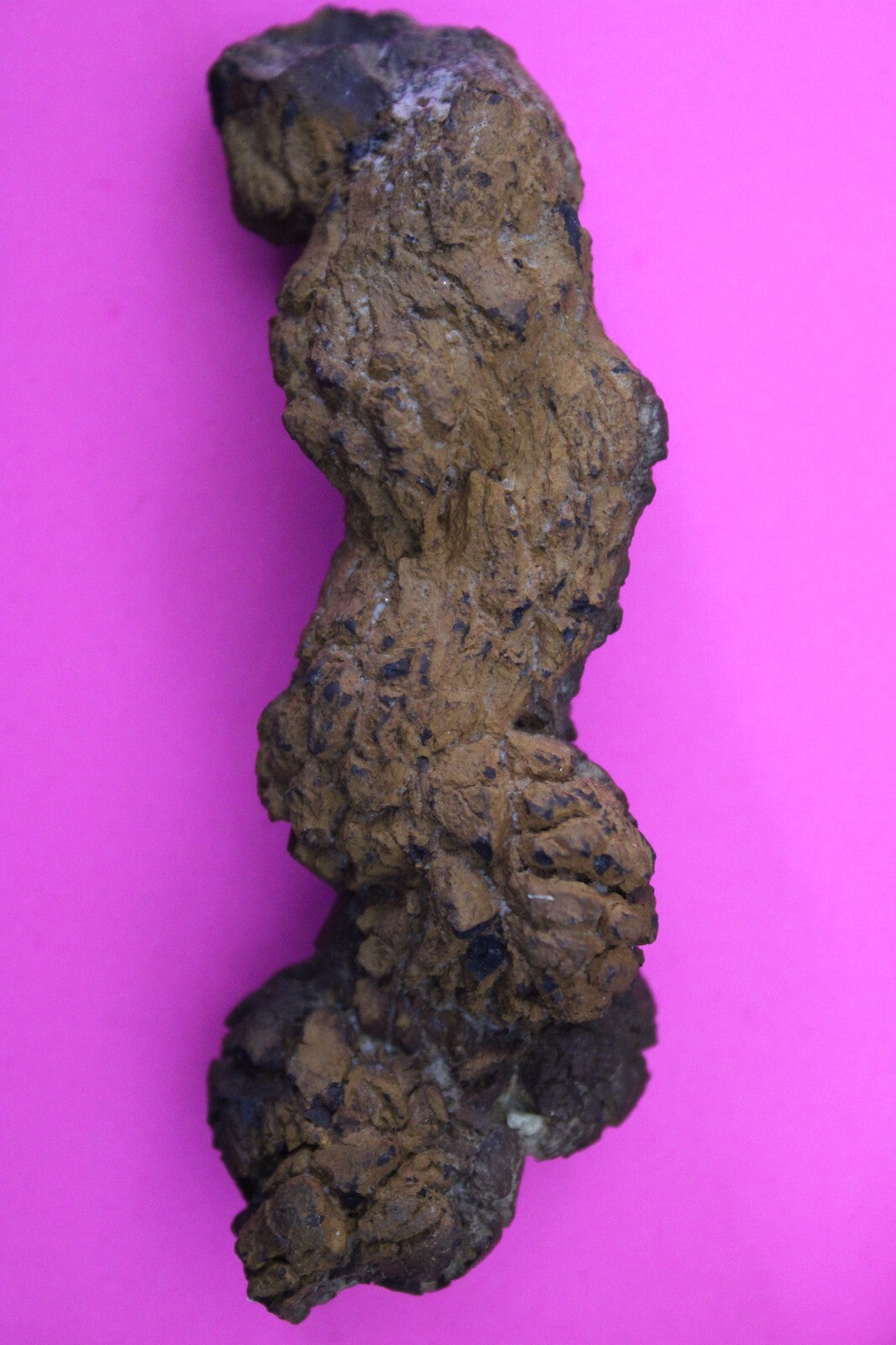 Giant Lizard Poop 5 Million Years Old Genuine Real Fossil Dinosaur Girl COA L04