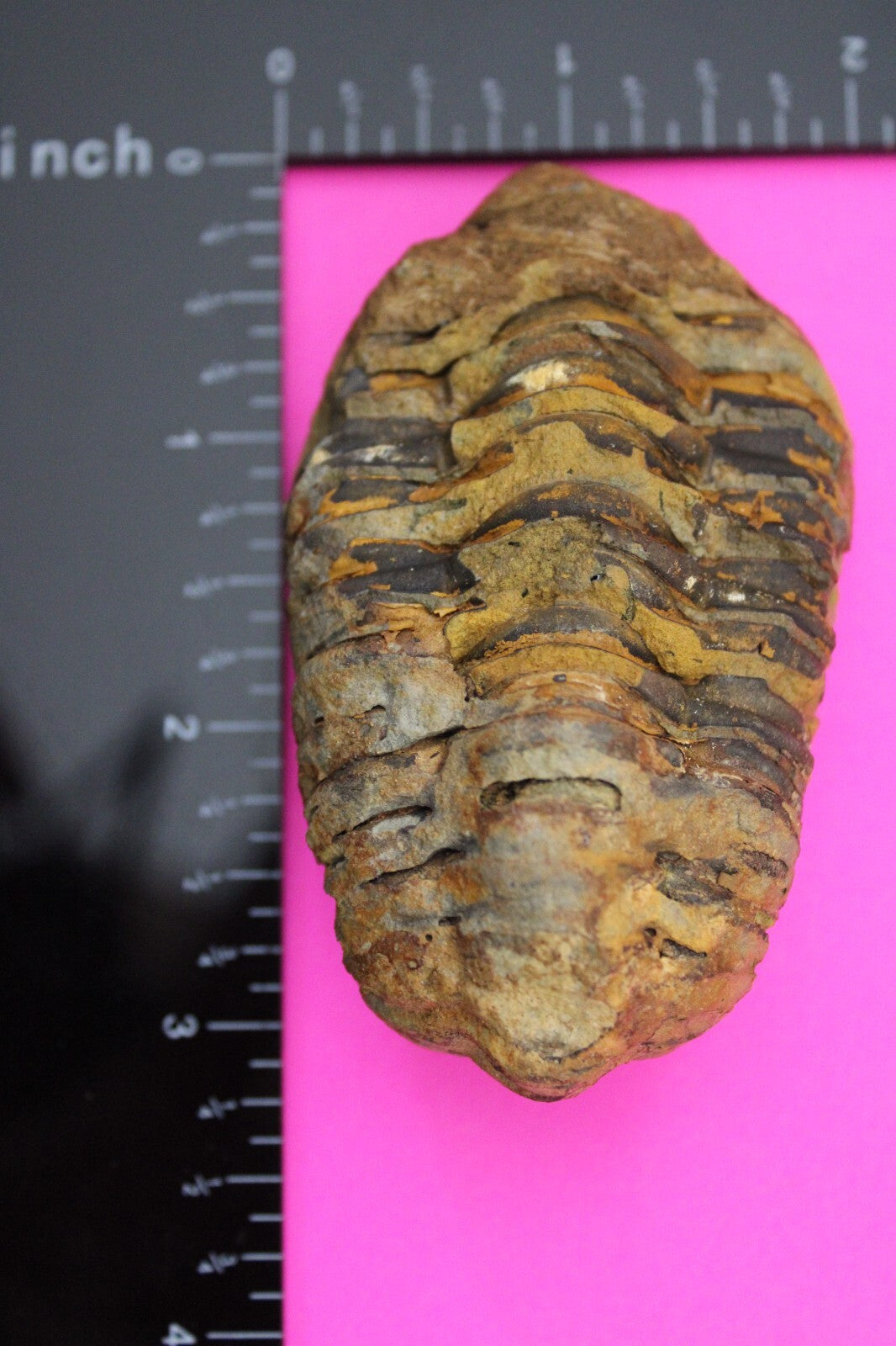 Authentic Trilobite Fossil 450 Million Years Old Genuine Dinosaur Girl COA 74