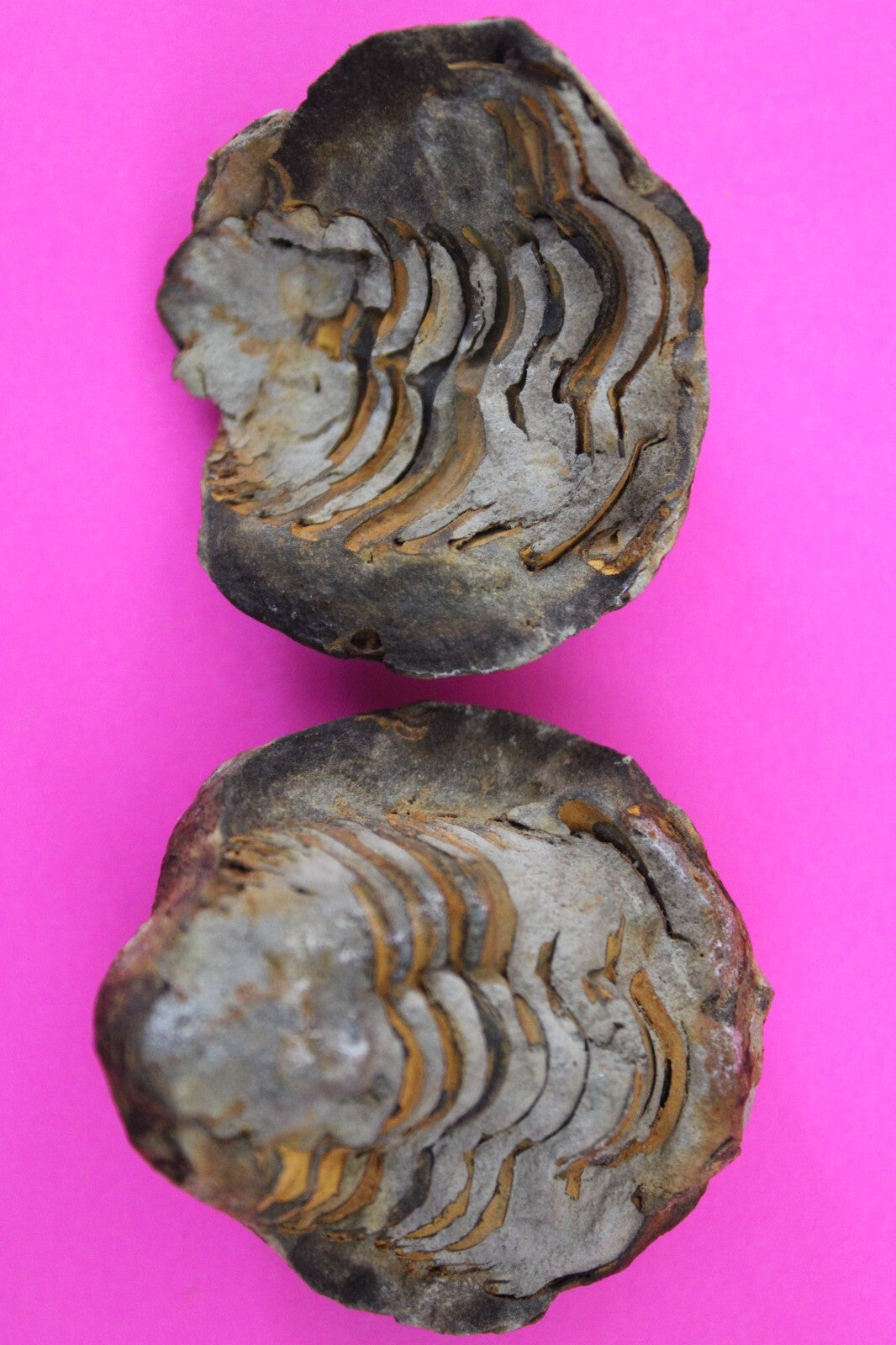 Authentic Trilobite Geode Real Fossil 450 Million Years Old Dinosaur Girl COA 21