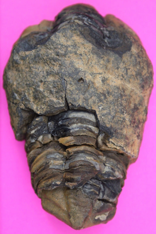 Authentic Trilobite Fossil 450 Million Years Old Genuine Dinosaur Girl COA 50