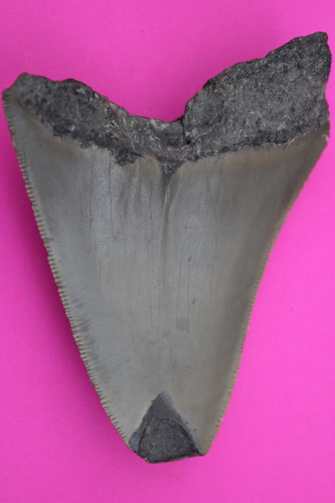 Authentic Megadolon Shark Tooth 3.43 Inch 66 Grams Fossil Dinosaur Girl COA M44