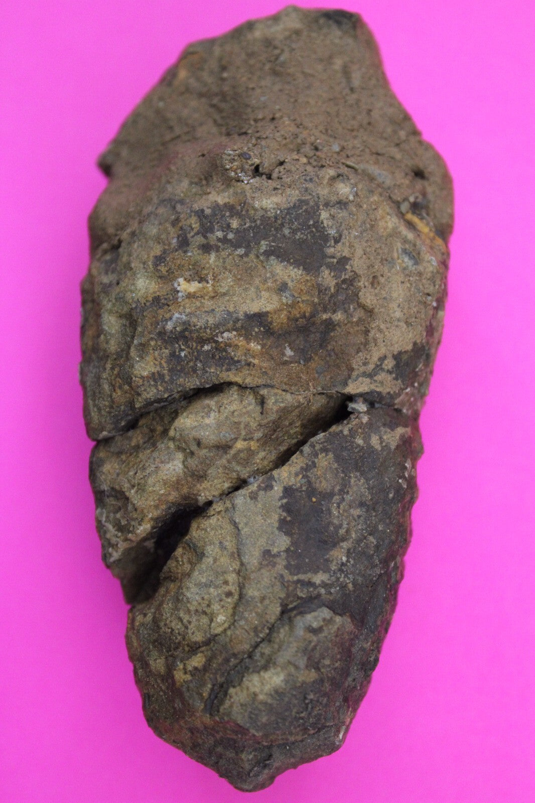 Authentic Trilobite Fossil 450 Million Years Old Genuine Dinosaur Girl COA 91