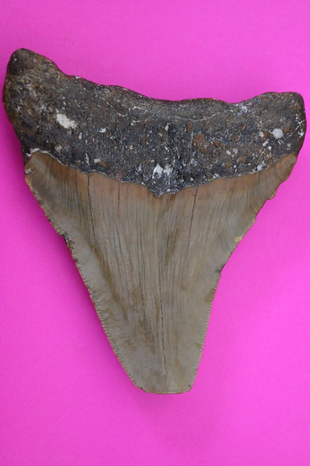 Authentic Megadolon Shark Tooth 3.75 Inch 88 Grams Fossil Dinosaur Girl COA M58