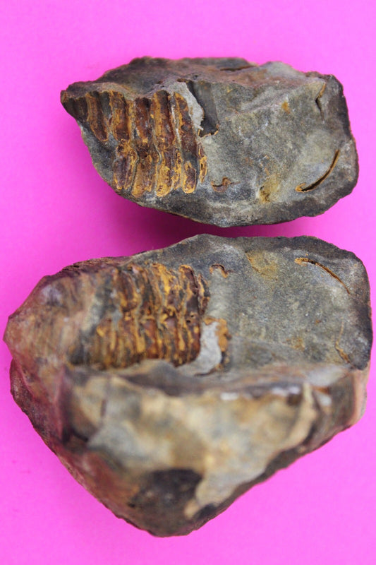 Authentic Trilobite Geode Real Fossil 450 Million Years Old Dinosaur Girl COA 08