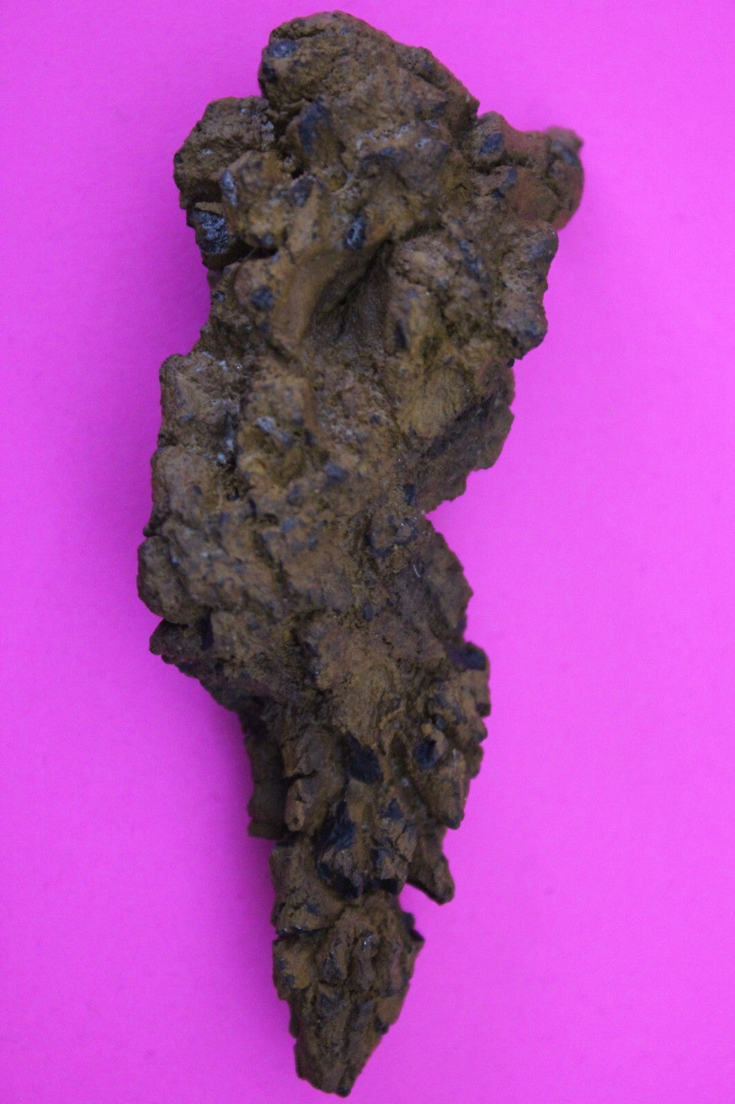 Giant Lizard Poop 5 Million Years Old Genuine Real Fossil Dinosaur Girl COA S07