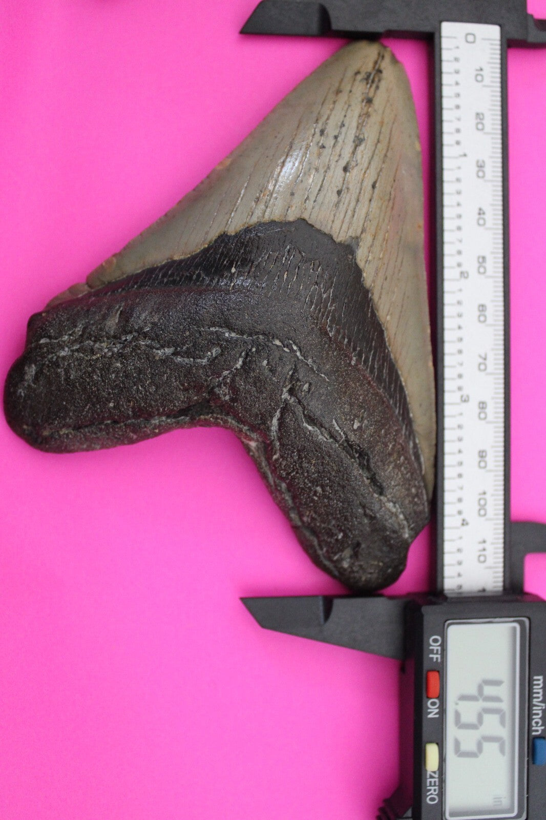 Authentic Megadolon Shark Tooth 4.55 Inch 164 Grams Fossil Dinosaur Girl COA M34