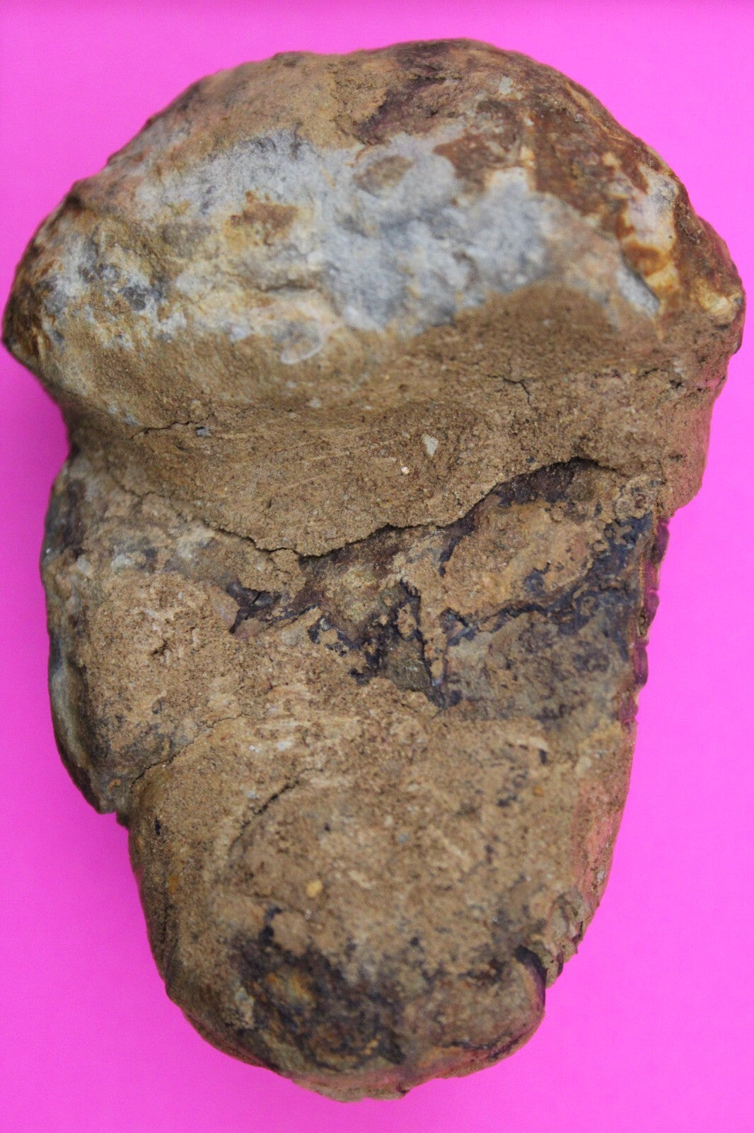 Authentic Trilobite Fossil 450 Million Years Old Genuine Dinosaur Girl COA 32