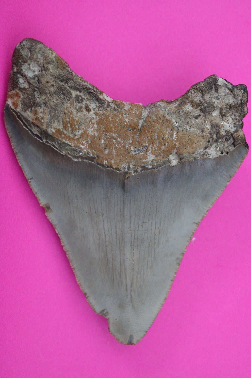 Authentic Megadolon Shark Tooth 3.84 Inch 91 Grams Fossil Dinosaur Girl COA M08