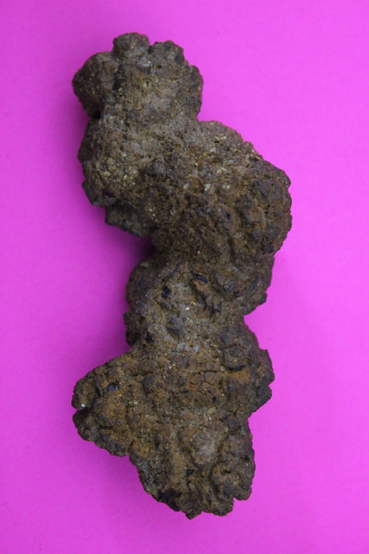 Giant Lizard Poop 5 Million Years Old Genuine Real Fossil Dinosaur Girl COA S30
