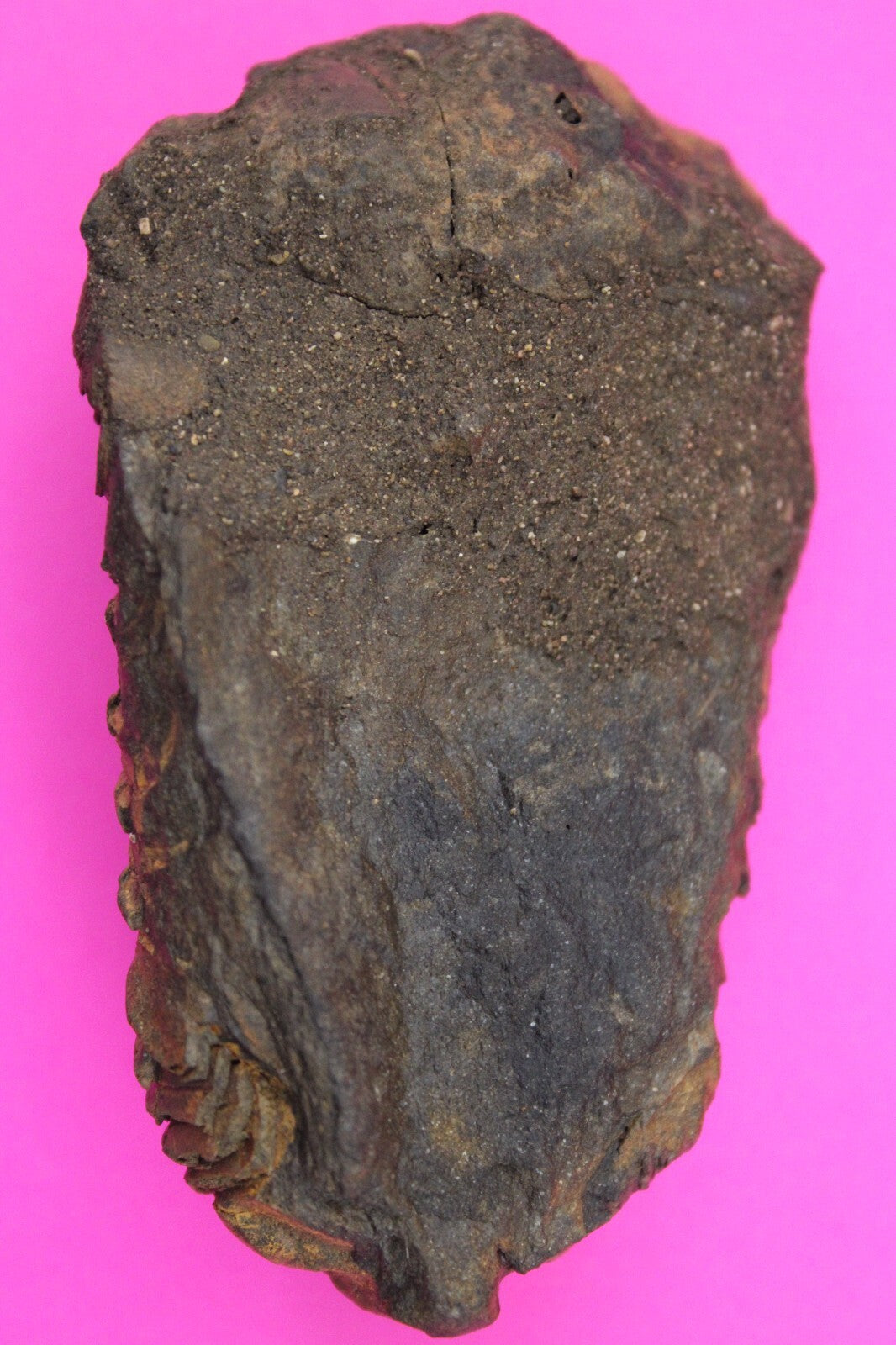 Authentic Trilobite Fossil 450 Million Years Old Genuine Dinosaur Girl COA 21