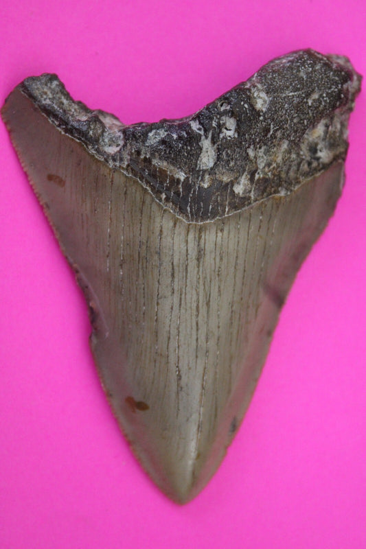 Authentic Megalodon Shark Tooth 2.86 Inches 43 Grams Fossil Dino Girl COA M59