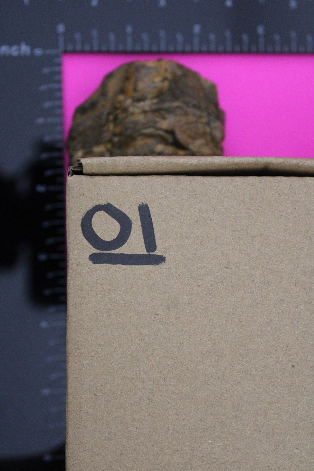 Authentic Trilobite Fossil 450 Million Years Old Genuine Dinosaur Girl COA 01