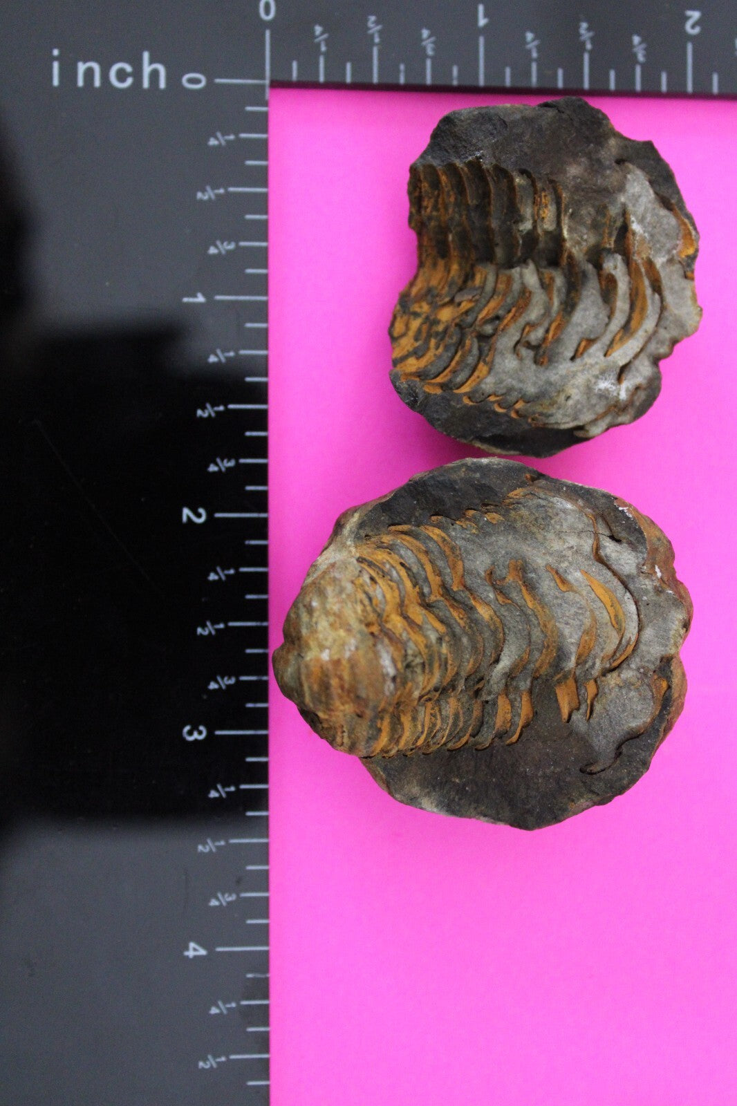 Authentic Trilobite Geode Real Fossil 450 Million Years Old Dinosaur Girl COA 09