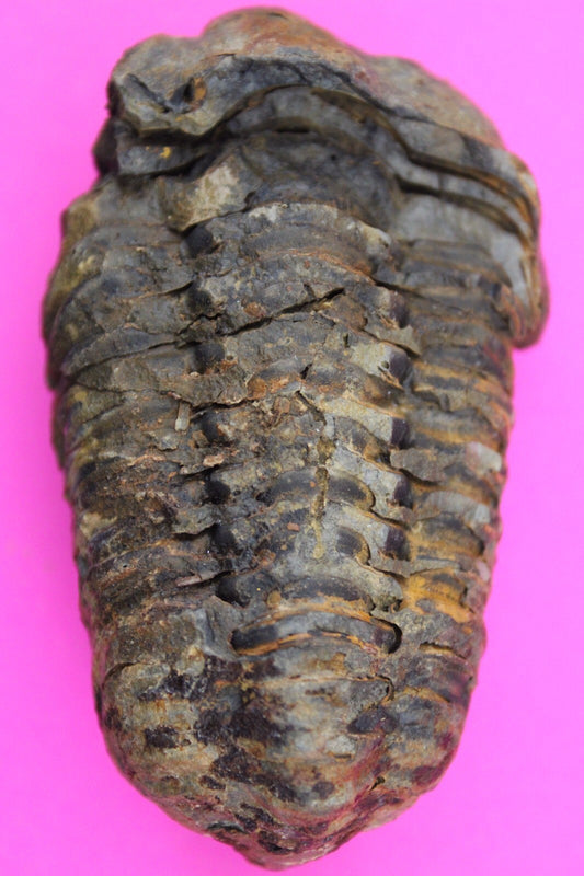 Authentic Trilobite Fossil 450 Million Years Old Genuine Dinosaur Girl COA 38
