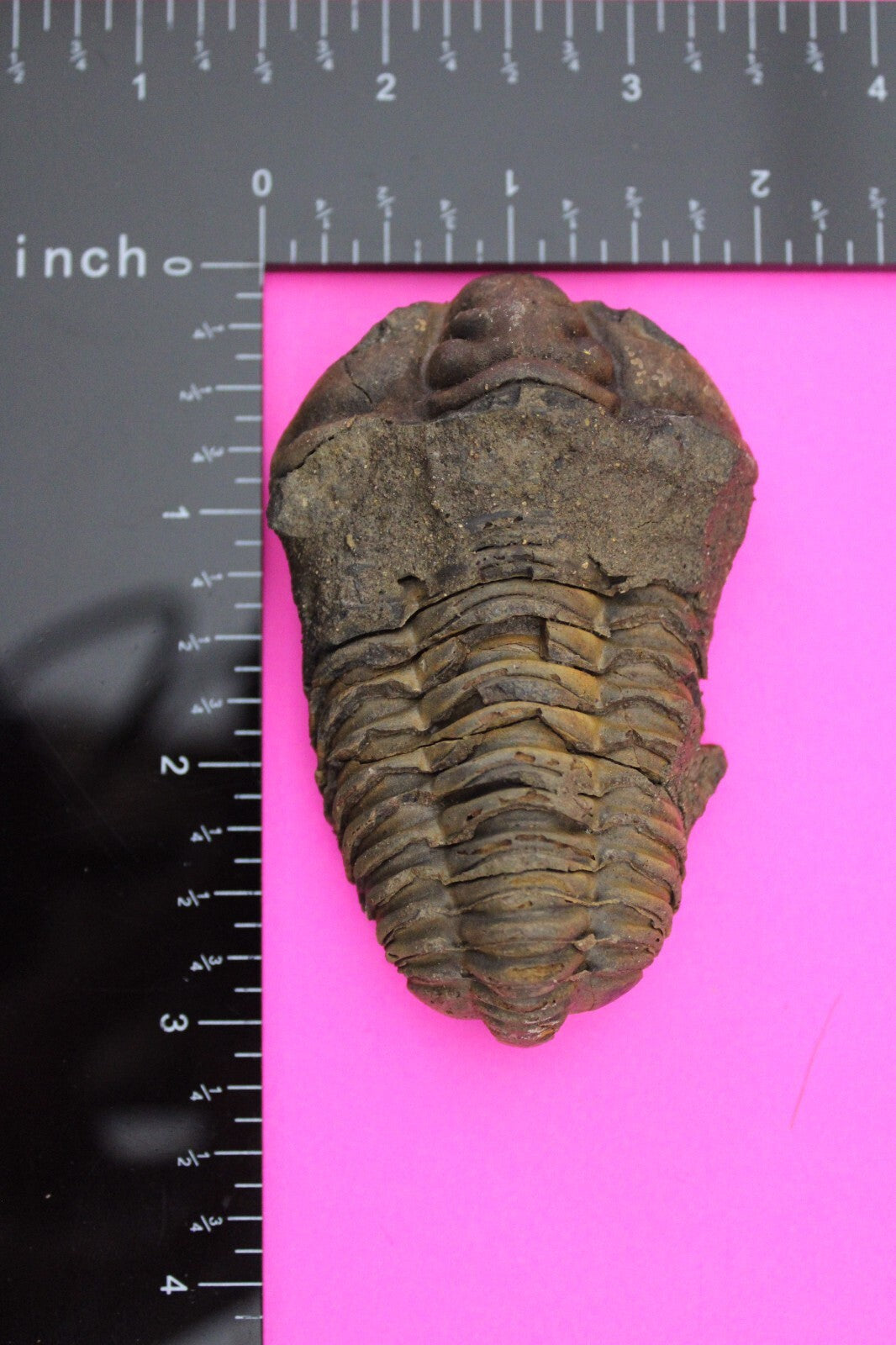 Authentic Trilobite Fossil 450 Million Years Old Genuine Dinosaur Girl COA 18