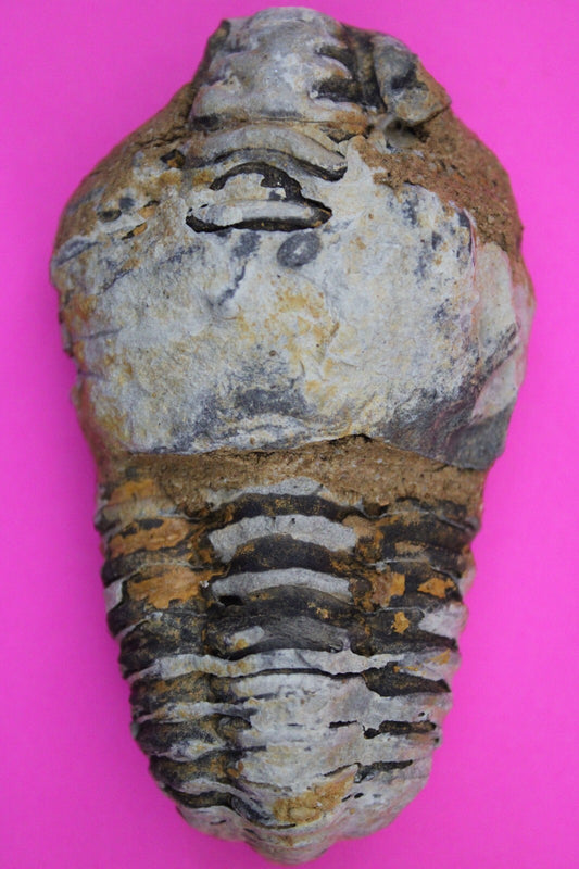 Authentic Trilobite Fossil 450 Million Years Old Genuine Dinosaur Girl COA 70