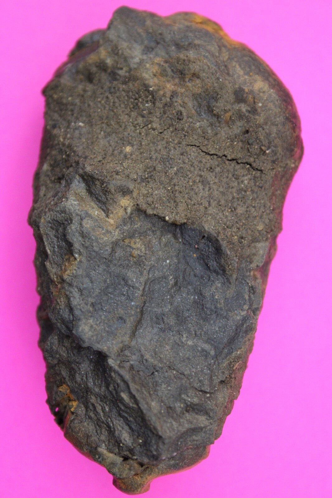 Authentic Trilobite Fossil 450 Million Years Old Genuine Dinosaur Girl COA 31