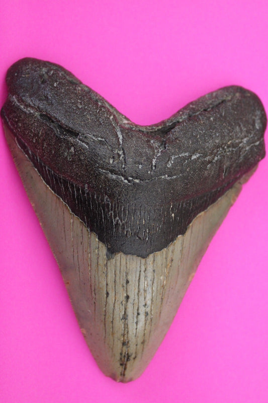 Authentic Megadolon Shark Tooth 4.55 Inch 164 Grams Fossil Dinosaur Girl COA M34