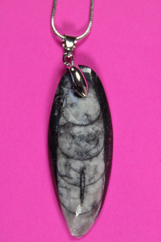 Authentic Orthoceros Necklace Fossil 500 Million Years Old Dinosaur Girl COA 01