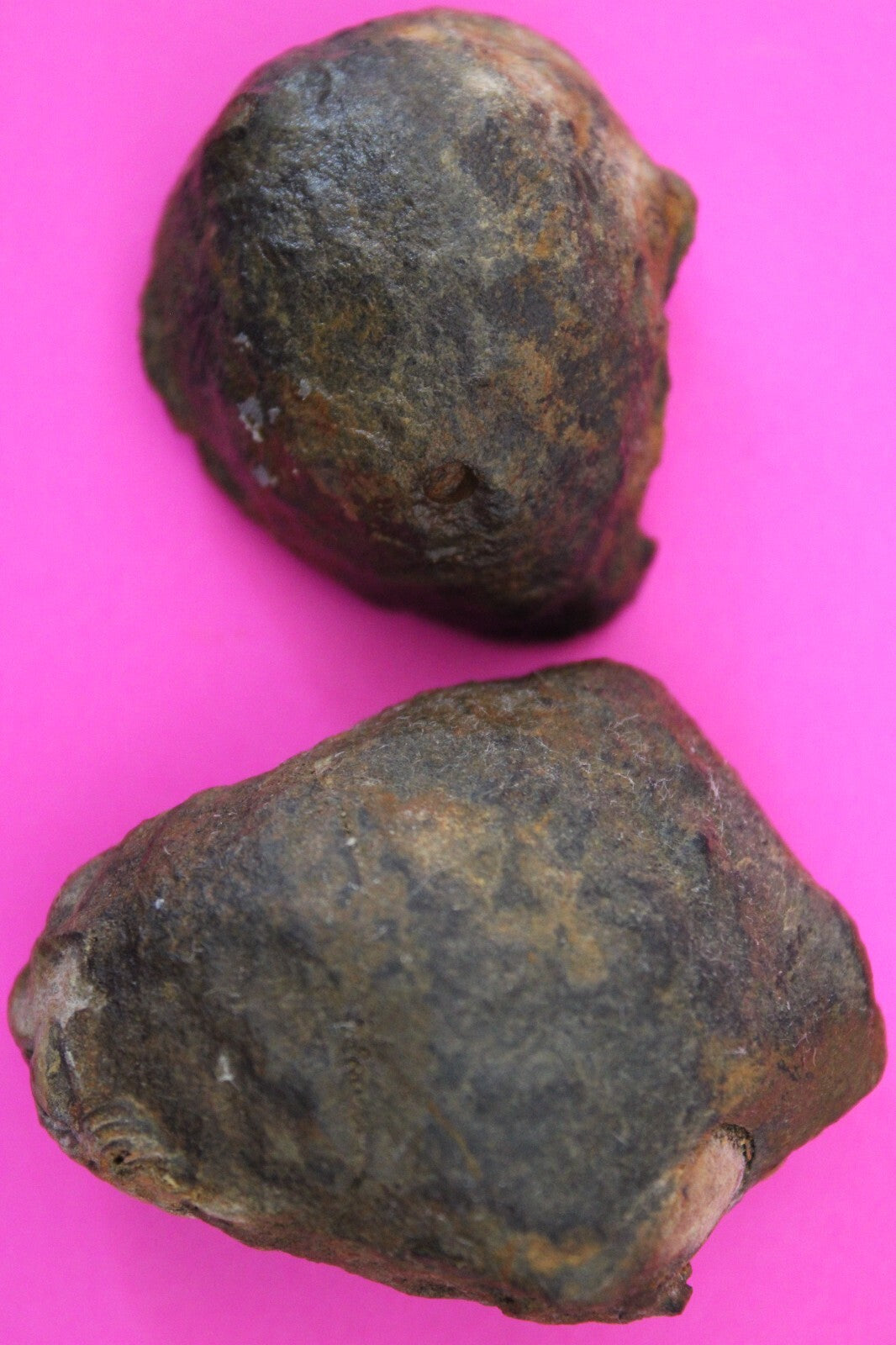 Authentic Trilobite Geode Real Fossil 450 Million Years Old Dinosaur Girl COA 19