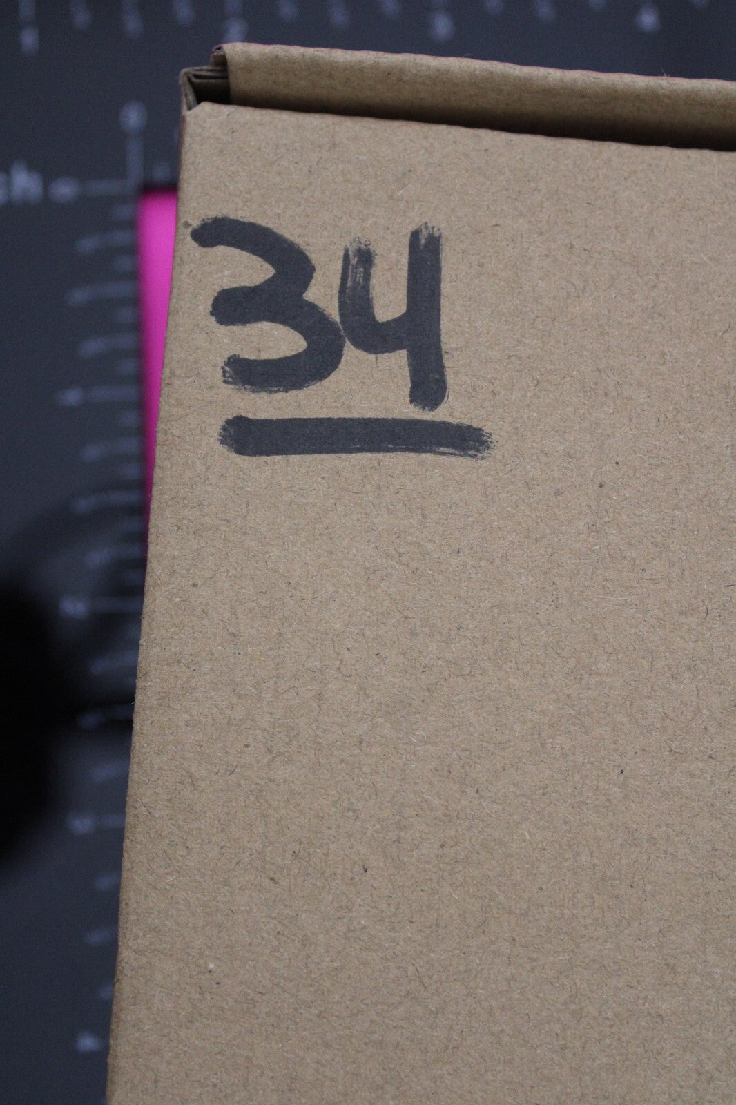 Authentic Trilobite Fossil 450 Million Years Old Genuine Dinosaur Girl COA 34