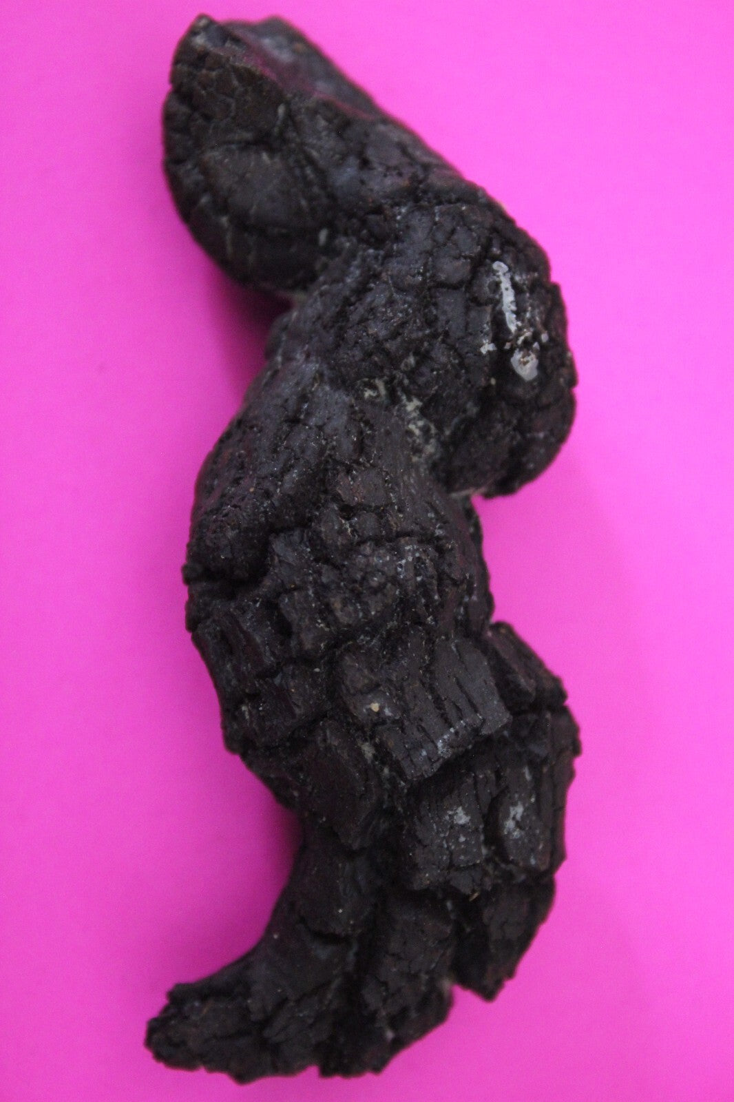 Giant Lizard Poop 5 Million Years Old Genuine Real Fossil Dinosaur Girl COA S22