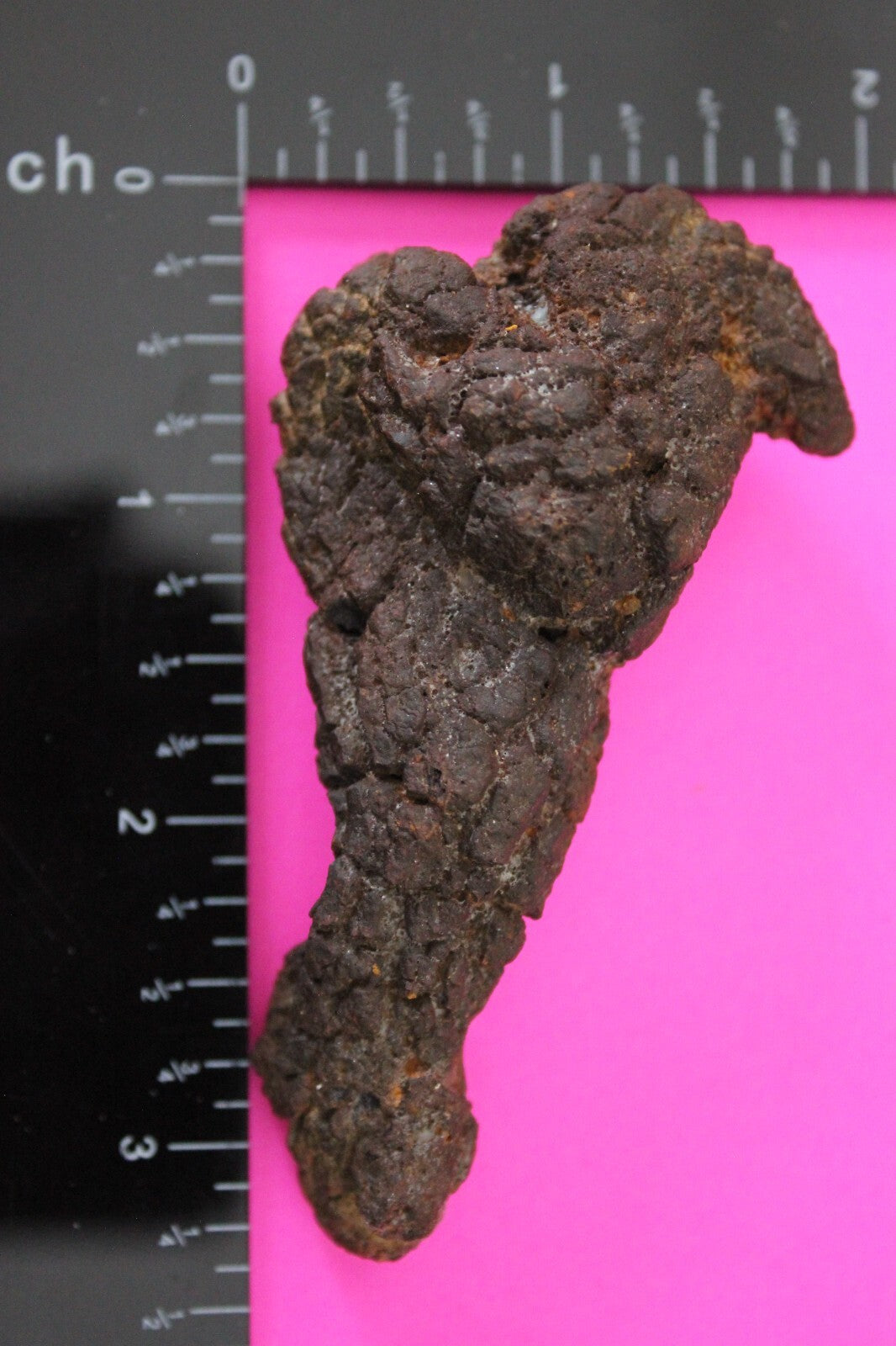 Giant Lizard Poop 5 Million Years Old Genuine Real Fossil Dinosaur Girl COA S18