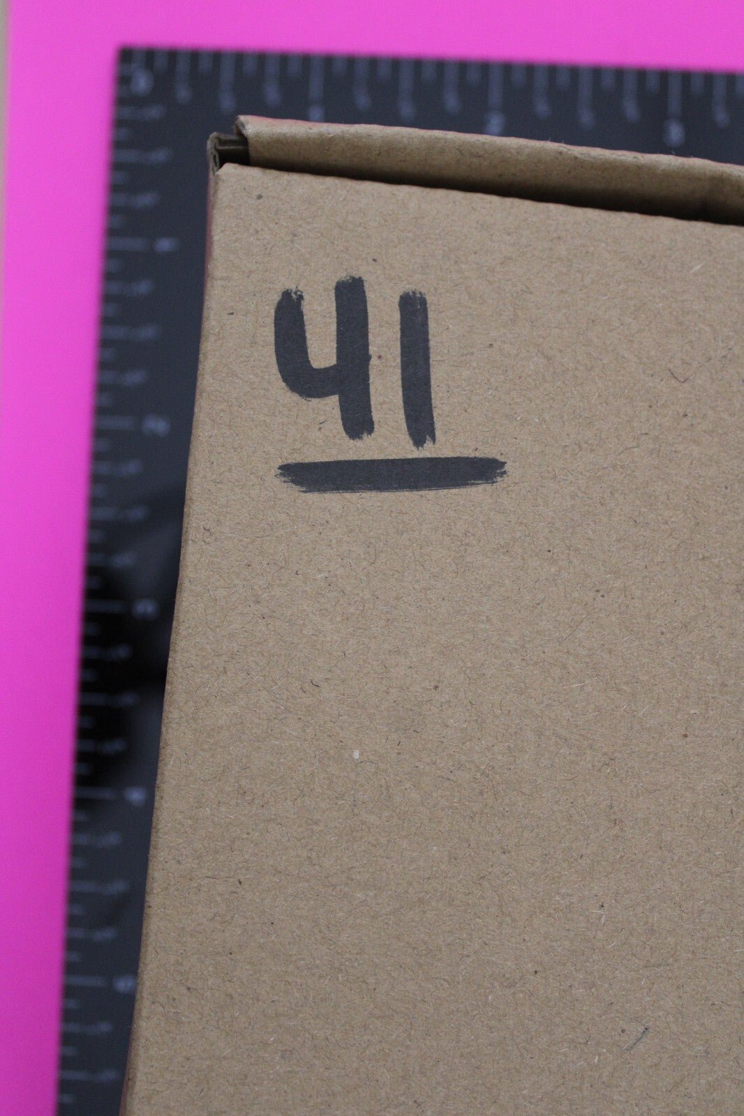 Authentic Trilobite Fossil 450 Million Years Old Genuine Dinosaur Girl COA 41