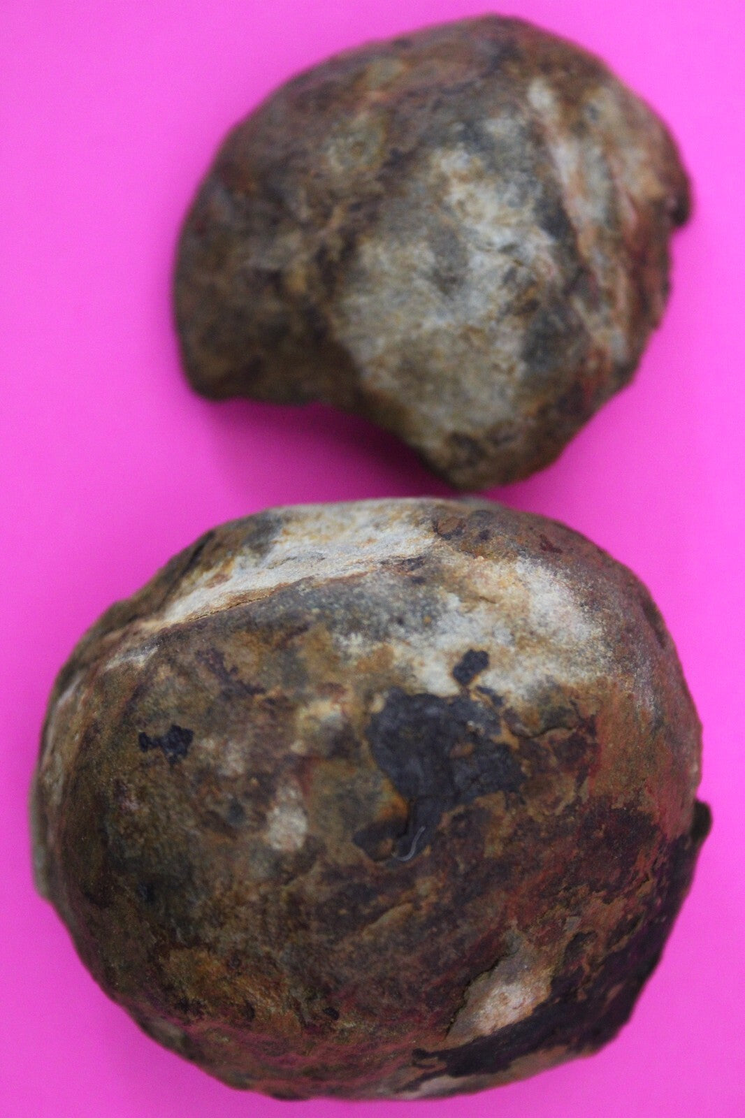 Authentic Trilobite Geode Real Fossil 450 Million Years Old Dinosaur Girl COA 16