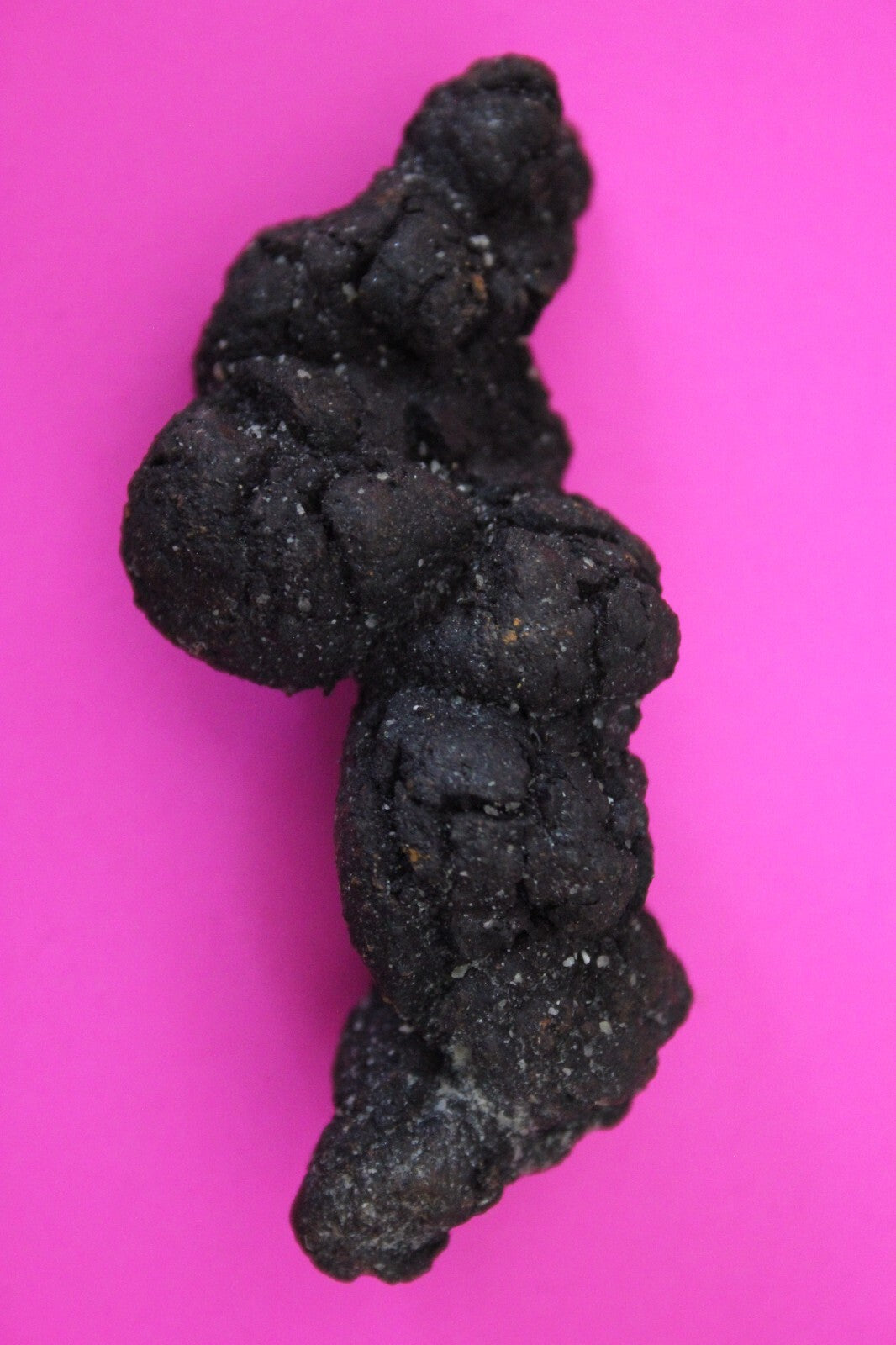 Giant Lizard Poop 5 Million Years Old Genuine Real Fossil Dinosaur Girl COA S17