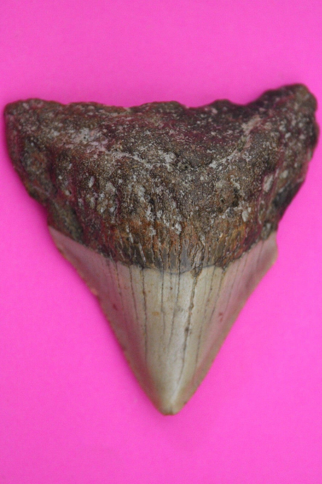 Authentic Megadolon Shark Tooth 2.62 Inch 52 Grams Fossil Dinosaur Girl COA M54