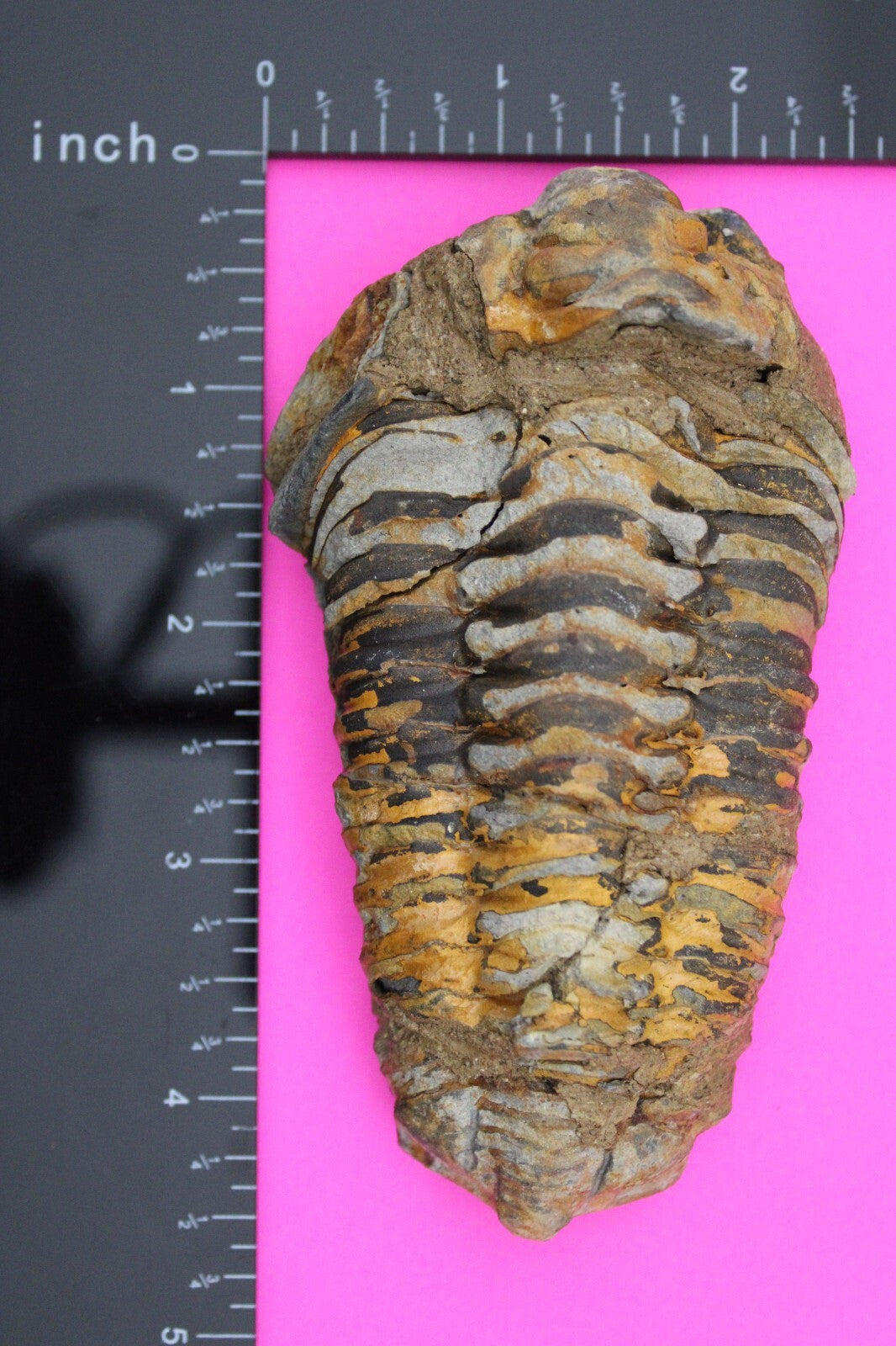 Authentic Trilobite Fossil 450 Million Years Old Genuine Dinosaur Girl COA 03