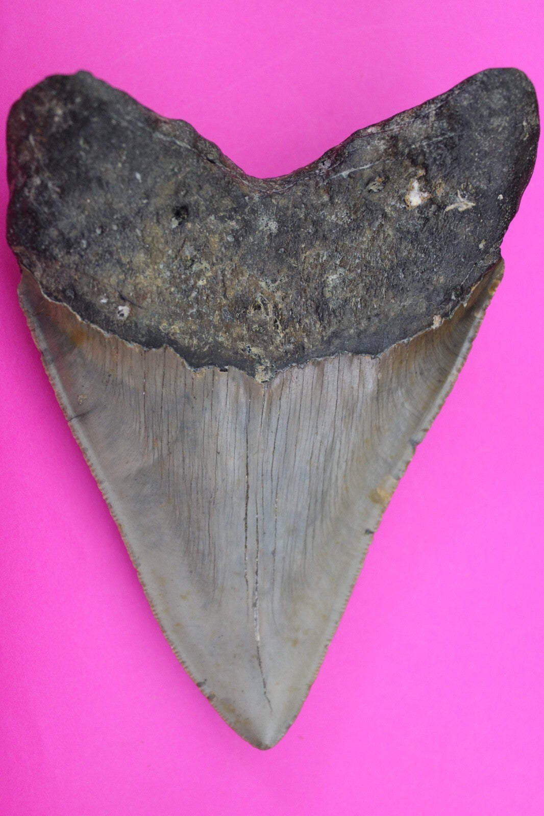 Authentic Megadolon Shark Tooth 5.29 Inches 248 Grams Fossil Dino Girl COA M62