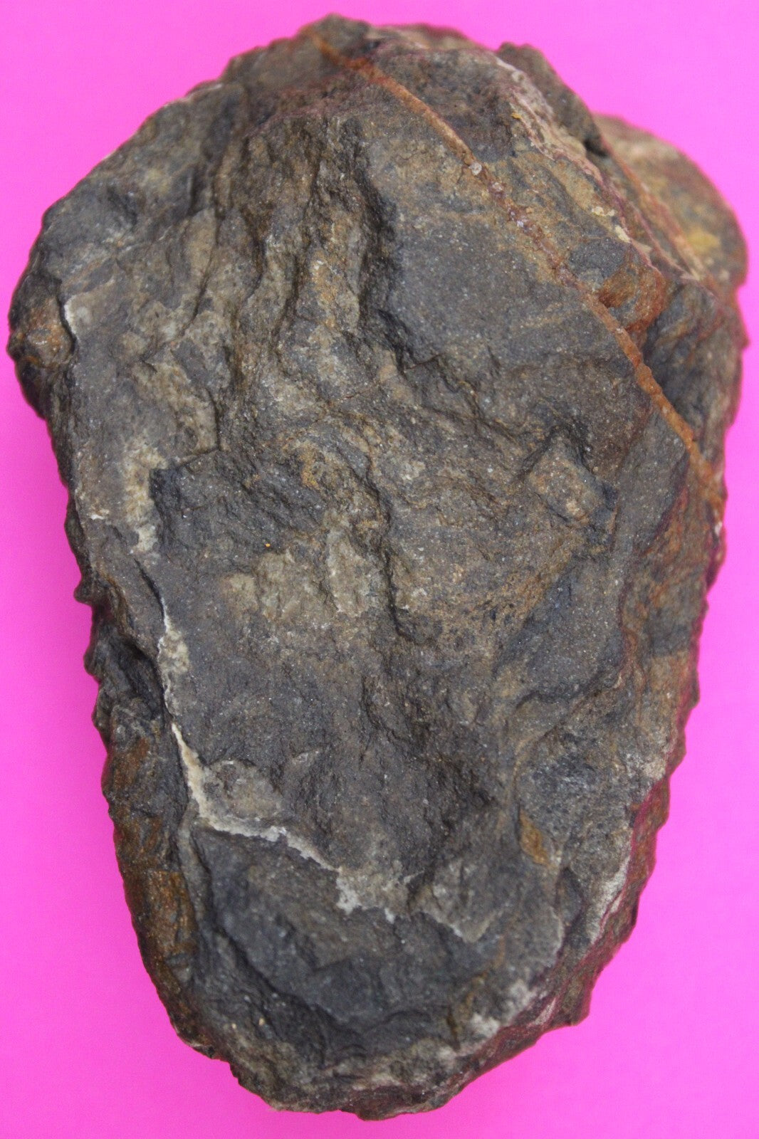 Authentic Trilobite Fossil 450 Million Years Old Genuine Dinosaur Girl COA 69