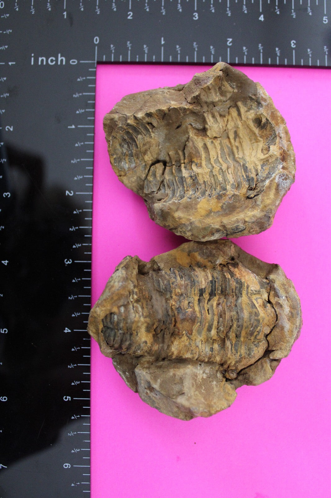 Authentic Trilobite Geode Real Fossil 450 Million Years Old Dinosaur Girl COA 24