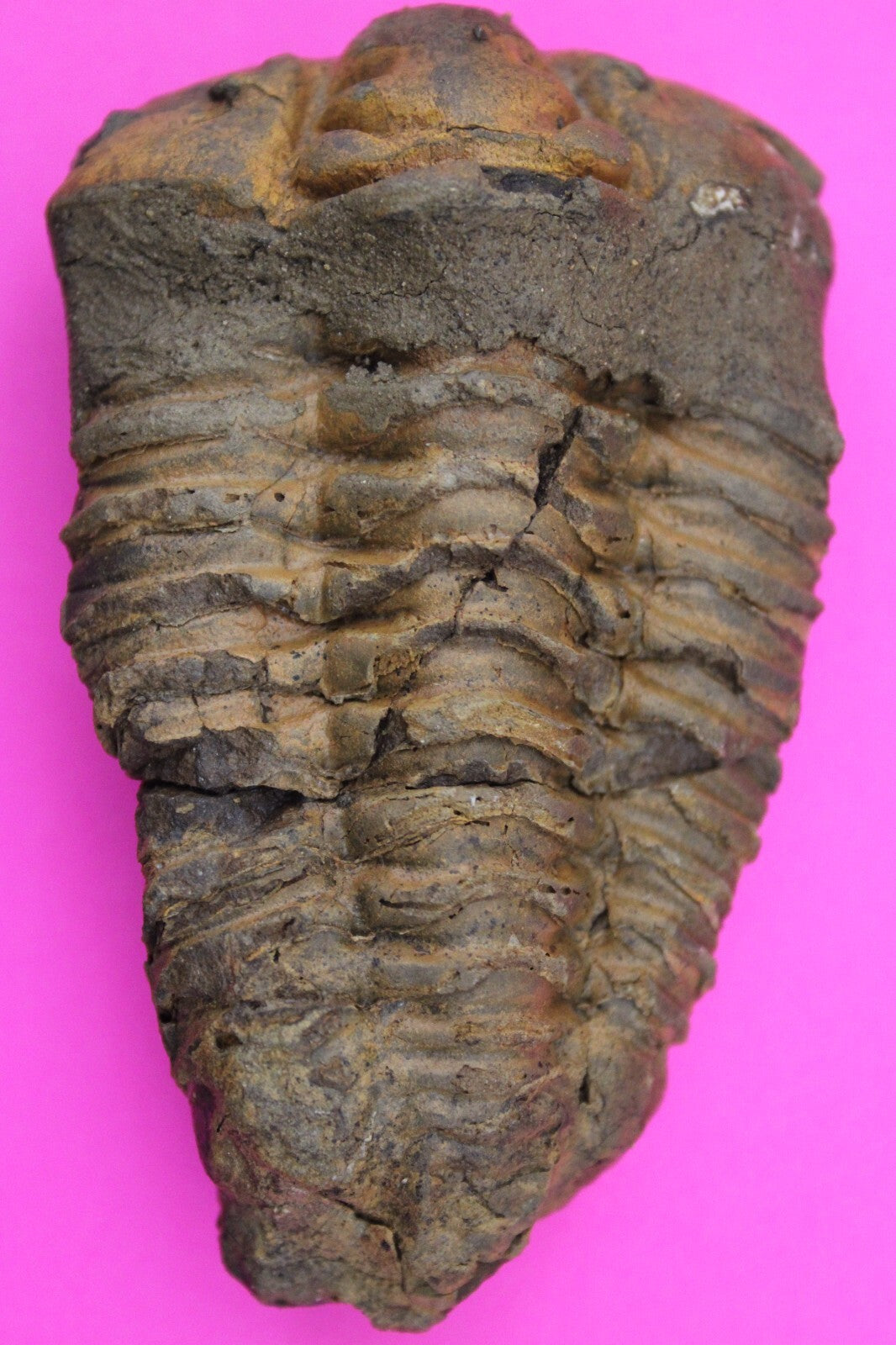 Authentic Trilobite Fossil 450 Million Years Old Genuine Dinosaur Girl COA 26
