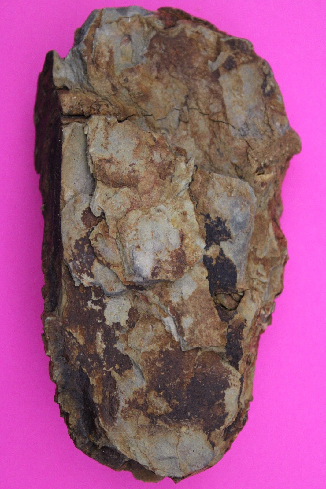 Authentic Trilobite Fossil 450 Million Years Old Genuine Dinosaur Girl COA 07