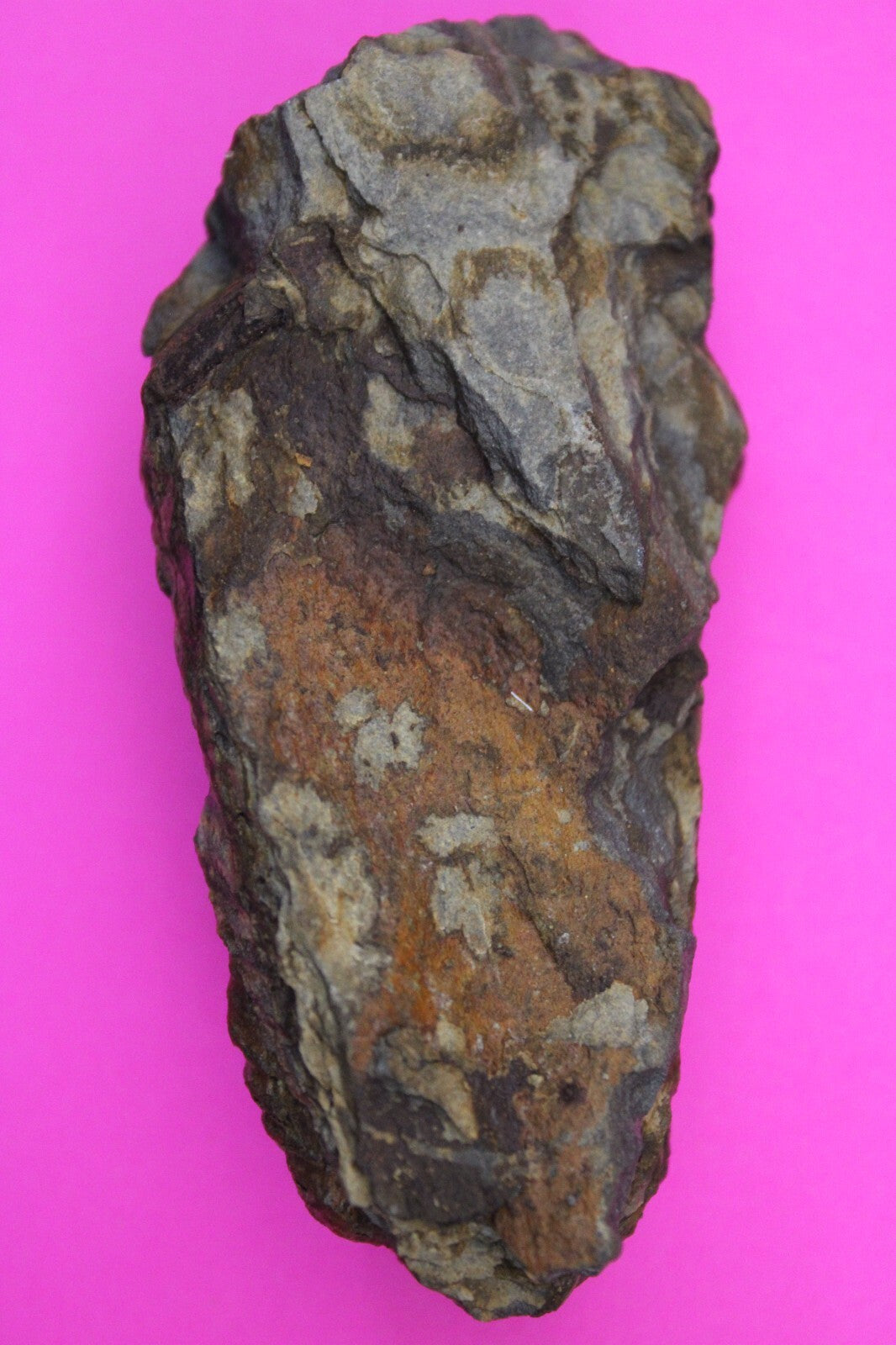 Authentic Trilobite Fossil 450 Million Years Old Genuine Dinosaur Girl COA 99