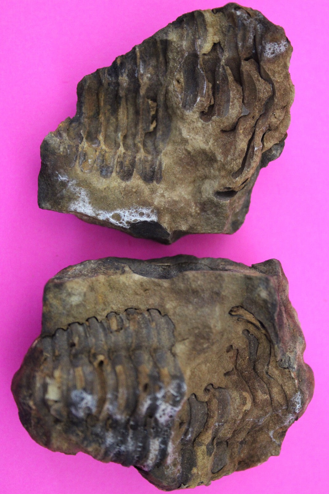 Authentic Trilobite Geode Real Fossil 450 Million Years Old Dinosaur Girl COA 05