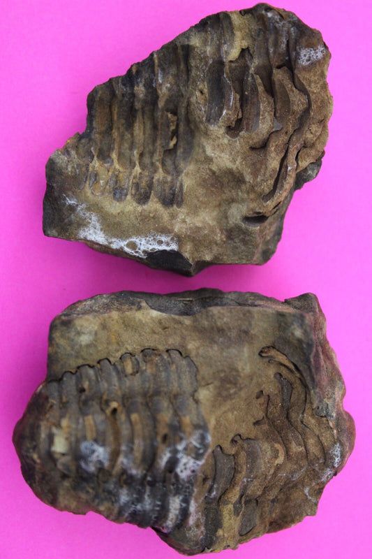 Authentic Trilobite Geode Real Fossil 450 Million Years Old Dinosaur Girl COA 05